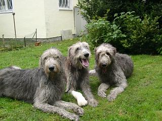 09270024.JPG (22199 Byte)