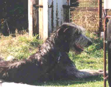 Aideen.jpg (11328 Byte)