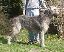 Quizzy8y8m_a.jpg (20529 Byte)