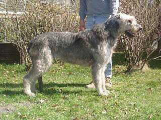 Quizzy8y8m (1).jpg (21068 Byte)