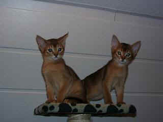 01010010_1.JPG (8666 Byte)