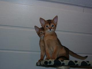 01010011_1.JPG (8134 Byte)