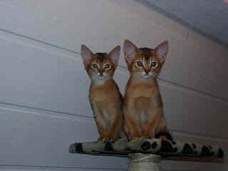 01010013_1.JPG (8378 Byte)