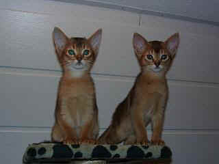 01010014_1.JPG (9464 Byte)