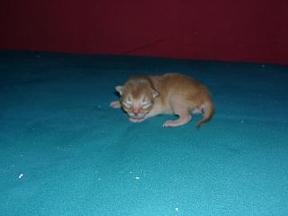 03010003.jpg (7682 Byte)