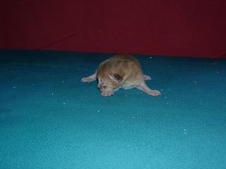 03010004.jpg (7386 Byte)