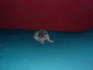 03010013.jpg (5641 Byte)