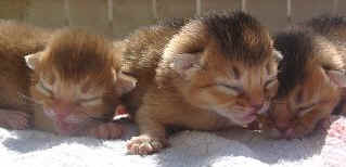 04010054.jpg (12287 Byte)