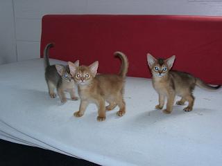 04140005.jpg (8331 Byte)