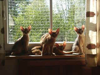 05120005.jpg (21677 Byte)