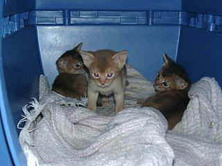 06220024.jpg (14135 Byte)