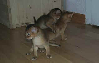 06220044.jpg (7884 Byte)