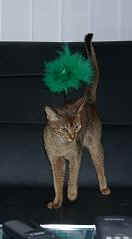 06250002.jpg (10046 Byte)