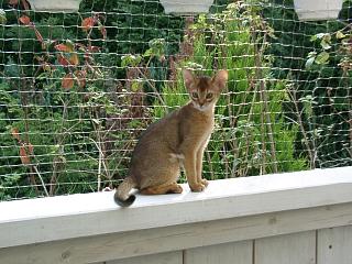 06290026.jpg (25621 Byte)