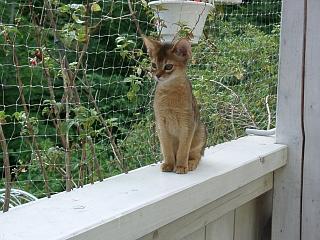 06290029.jpg (23153 Byte)