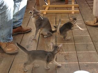 08280003.JPG (15879 Byte)