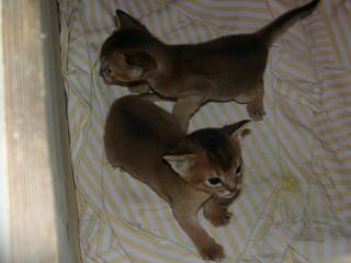 11020029.JPG (11174 Byte)