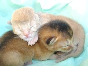 B-Wurf.jpg (13218 Byte)