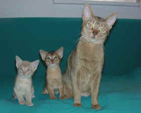 B-Wurf1.jpg (16151 Byte)