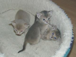 C_Kit_3_5w.jpg (11676 Byte)