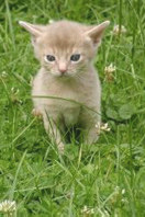 Cerruti.jpg (11693 Byte)