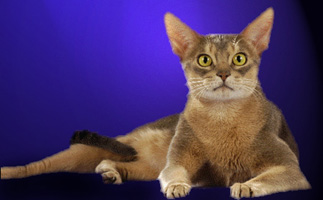 Charliep_nk.jpg (20923 Byte)