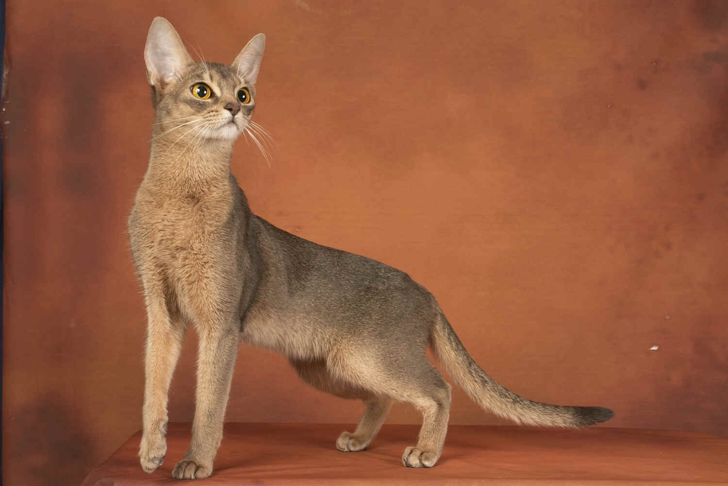 Hatshepsut1.jpg (850878 Byte)