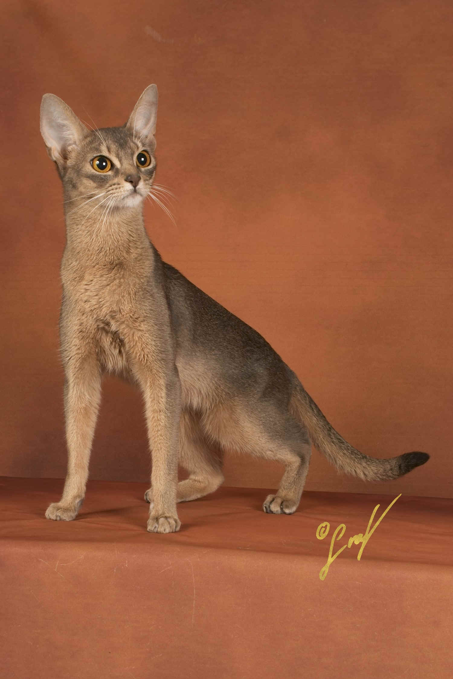 Hatshepsut2.jpg (485436 Byte)