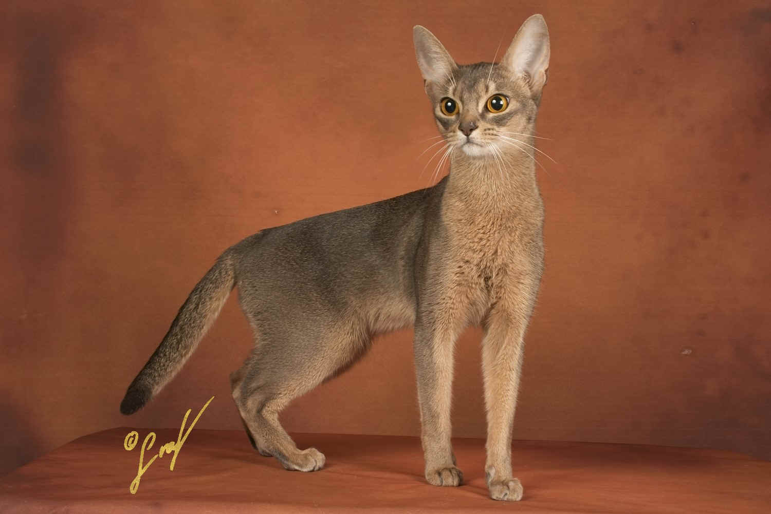 Hatshepsut3.jpg (233456 Byte)