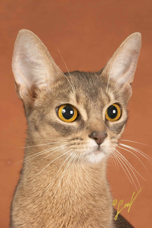 Hatshepsut4.jpg (573445 Byte)