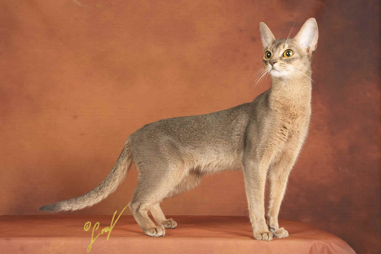 Hatshepsut5.jpg (262310 Byte)