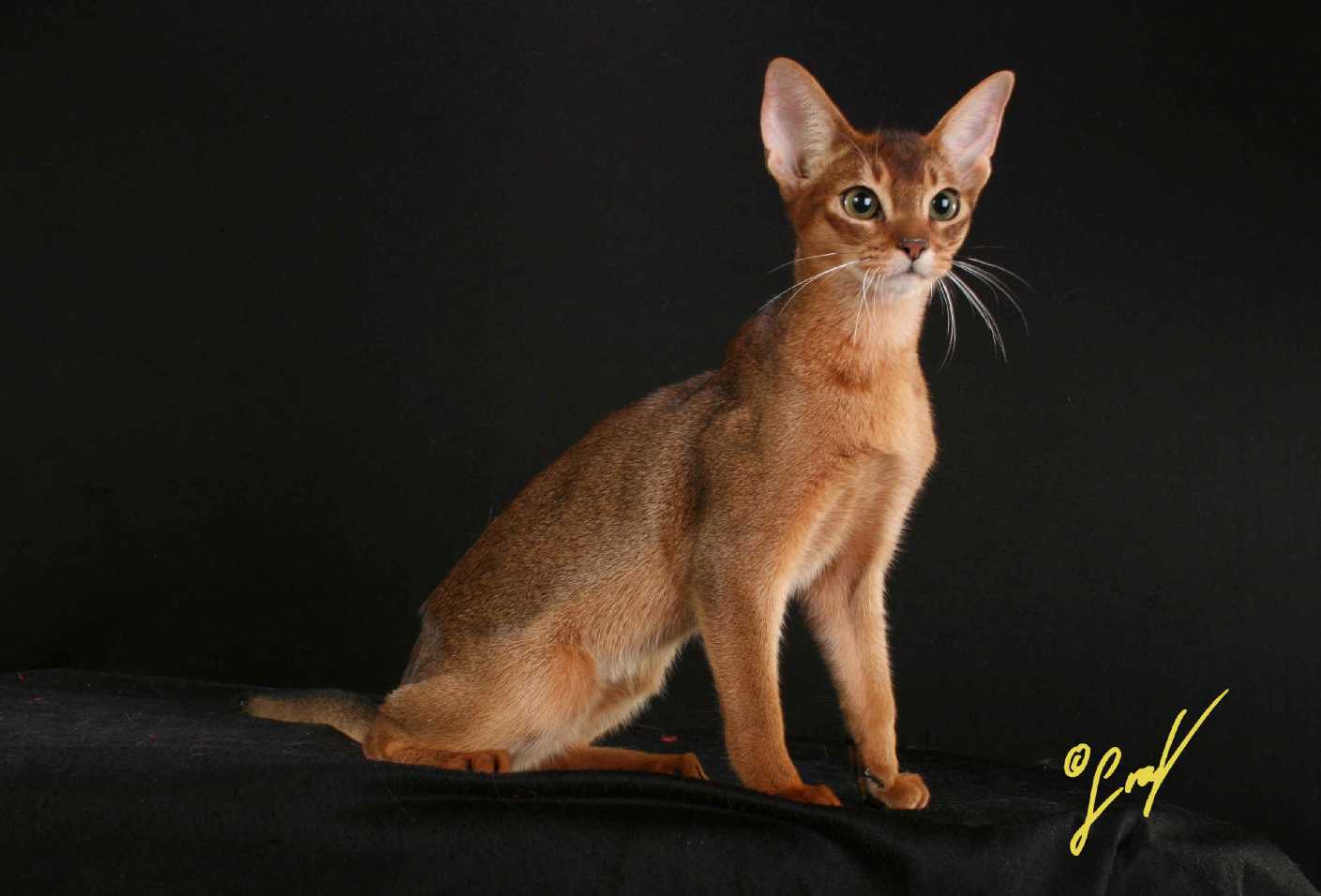 IMG_5847.JPG (870029 Byte)