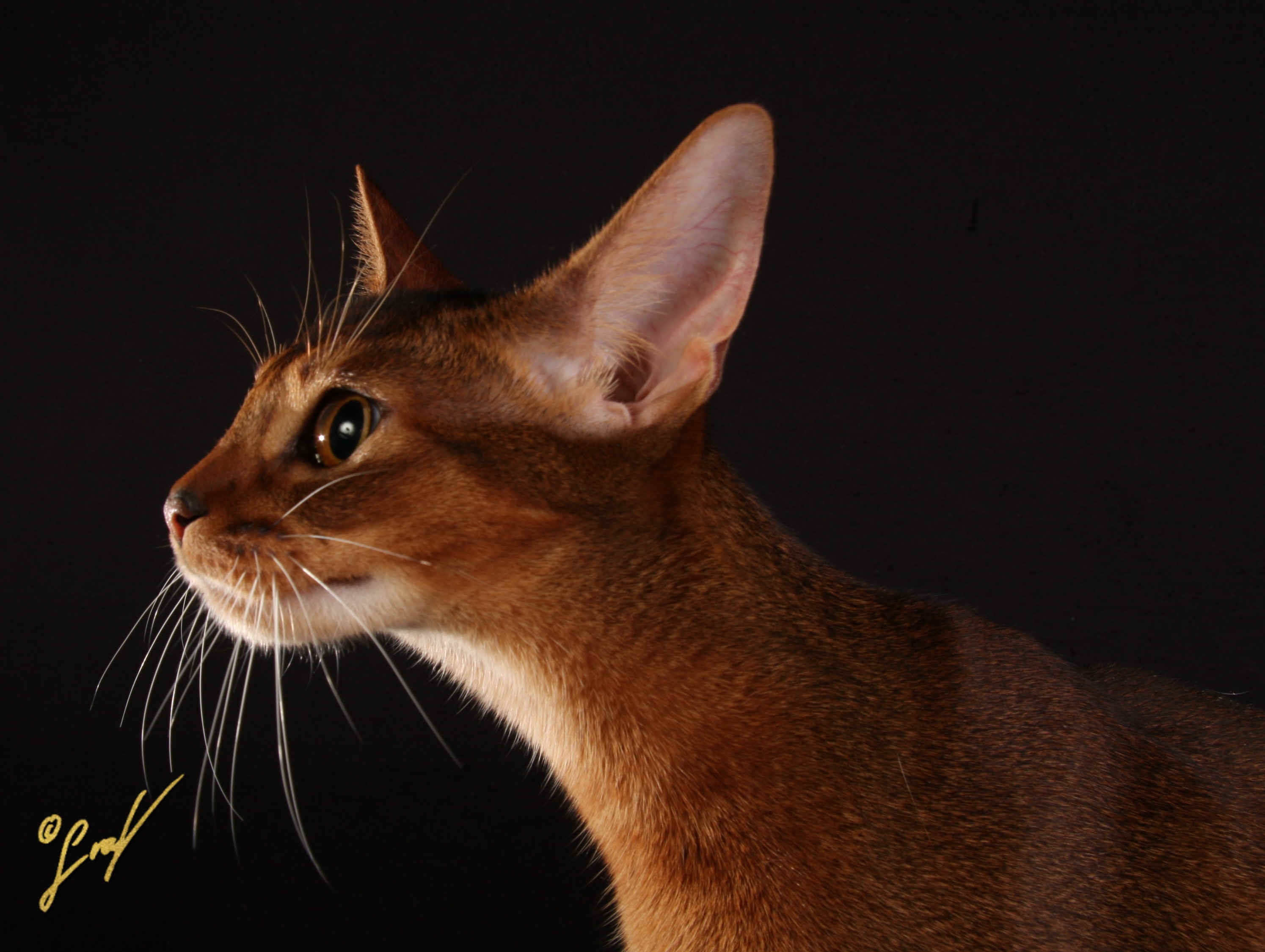 IMG_9694.JPG (761272 Byte)