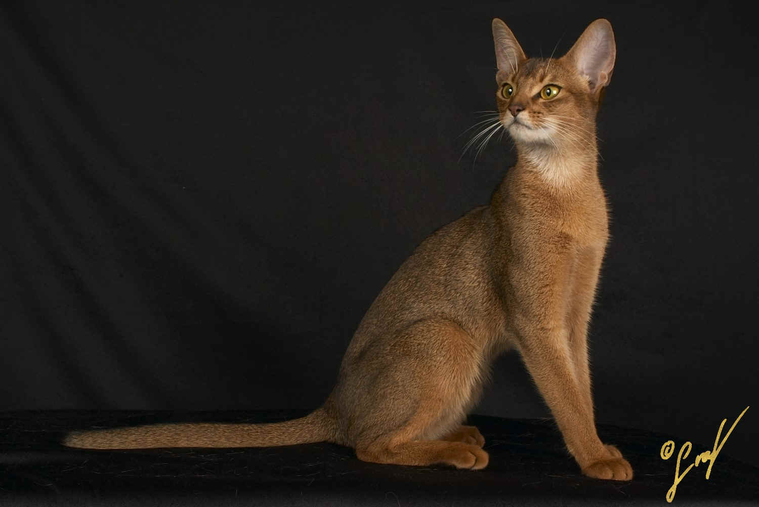 Indiana5.jpg (216424 Byte)