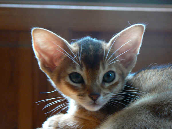 wpe5.jpg (25024 Byte)