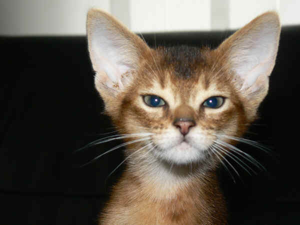 wpe8.jpg (20849 Byte)