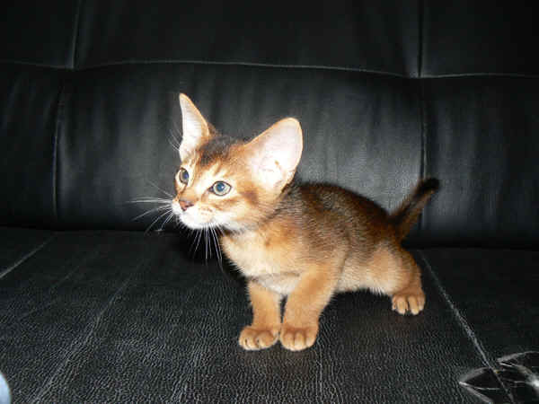 wpeA.jpg (24847 Byte)