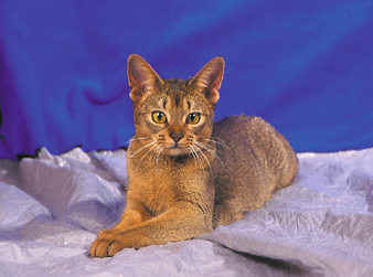 Nala49.jpg (23008 Byte)