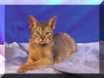 Nala49.jpg (23008 Byte)