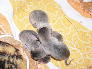 P1000475.JPG (18208 Byte)