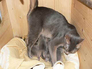 P1000531.JPG (15026 Byte)