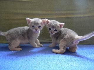 P1000611.JPG (12870 Byte)