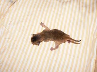 P1010319.JPG (11966 Byte)