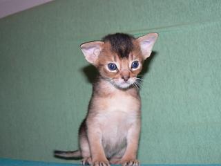 P1010384.JPG (9091 Byte)