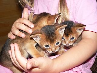 P1020490.JPG (16898 Byte)