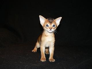 P1020506.JPG (7091 Byte)