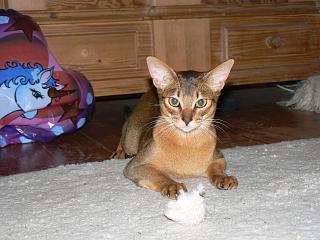 P1030960.JPG (16438 Byte)