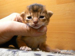 P1040308.JPG (11566 Byte)