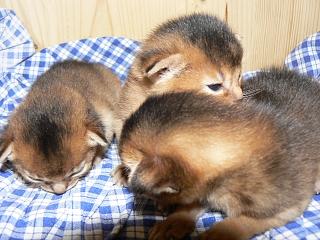 P1040348.JPG (19330 Byte)