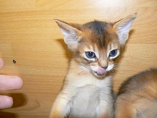 P1040847.JPG (12748 Byte)